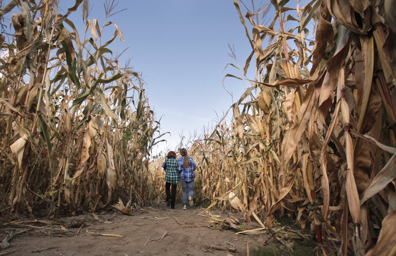 The corn maze at Pumpkin Valley Farm in Dayton.
