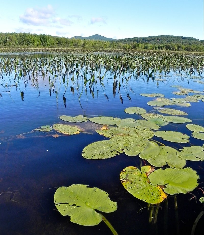 This marsh is on the north end of Wilson Pond in Wilton. A leisurely canoe trip around Wilson Pond takes about four hours and offers a variety of scenic views.