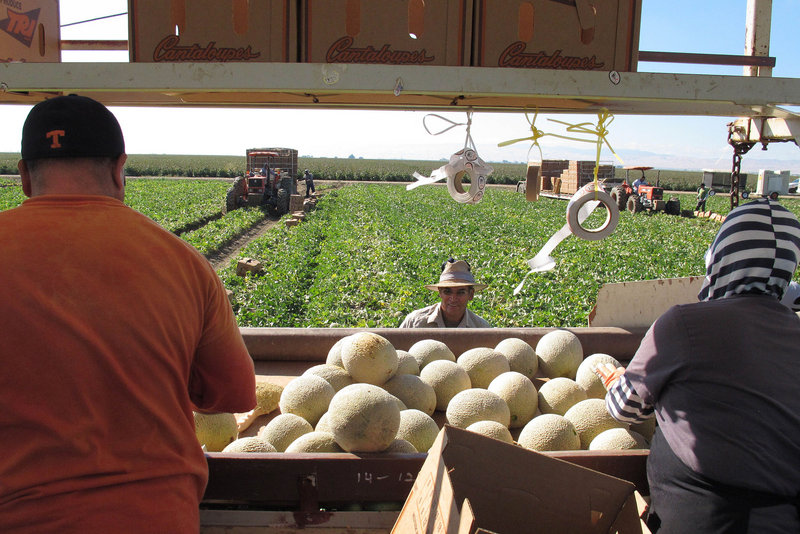 Workers harvest cantaloupes near Firebaugh, Calif., on Wednesday. Sales have dropped because of a listeria outbreak, one of several food-illness outbreaks in the U.S. this year.