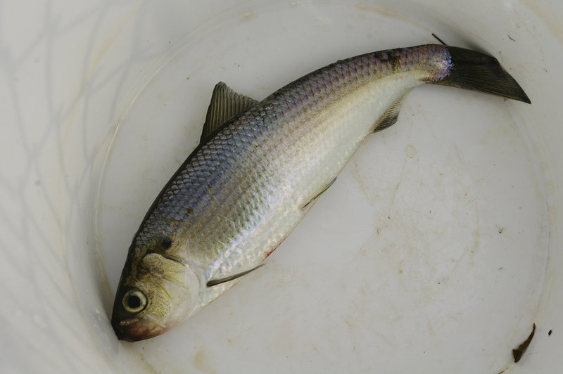This female alewife was captured by scientists at the Milltown Dam near the mouth of the St. Croix River.