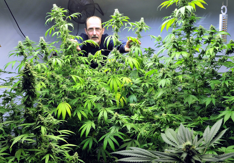 Don LaRouche stands inside the medical marijuana “budding room” at his home in Madison. LaRouche is one of six subsidized housing tenants who have been told to stop growing or using pot in their homes or they may lose aid.