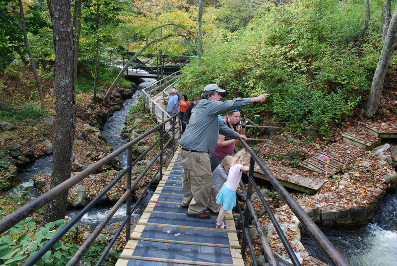 Spectators admire the drama of the migrating alewives from a foot bridge over the stone ladder at Damariscotta Lake, where a half million of the small fish returned to spawn this past summer.