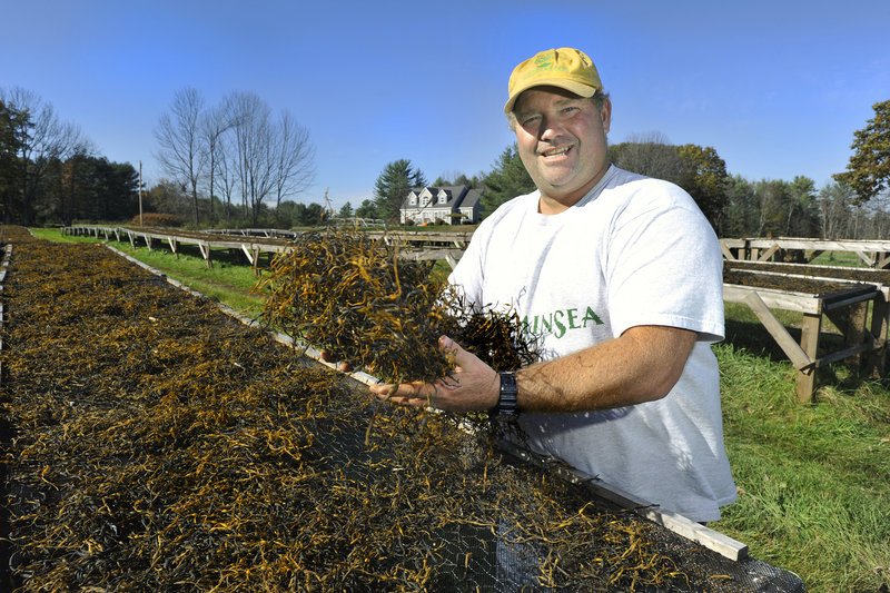 Tom Roth, who founded VitaminSea with his wife, Kelly, gathers rockweed from one of the company’s drying tables. The dried rockweed will be used as an animal feed supplement and natural lawn fertilizer.