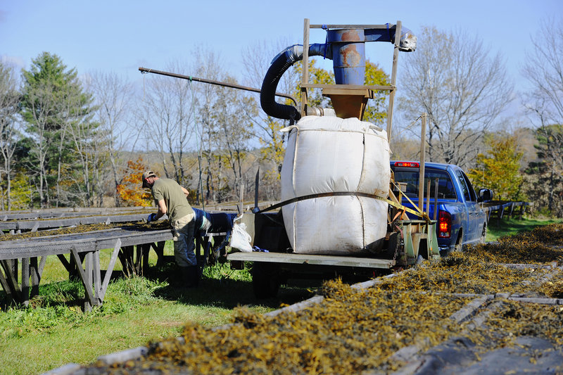 VitaminSea employee Mark Cunningham pulls sun-dried rockweed into a vacumn hose, which carries it to a grinder and bagger pulled by a truck.