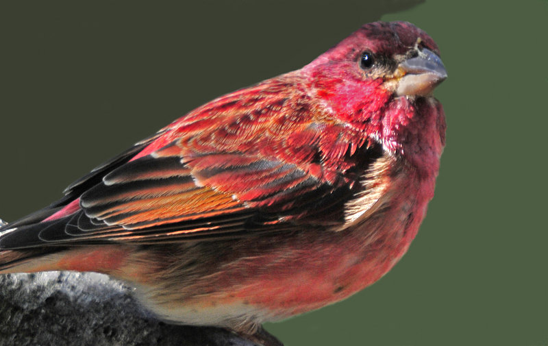 A purple finch lives up to artist and naturalist Roger Tory Peterson’s famous description of a “sparrow dipped in raspberry juice” and is caught in all its brilliance in Erik Bartlett’s yard in South Casco.