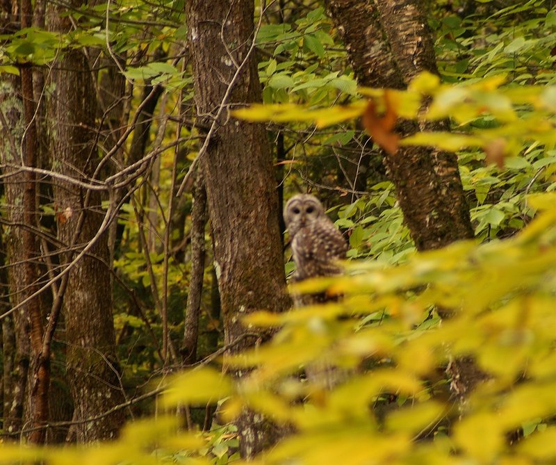 A barred owl with an estimated 4-foot wingspan scans the woods of Mechanic Falls for something small and furry when it is framed by Mike Tiner.