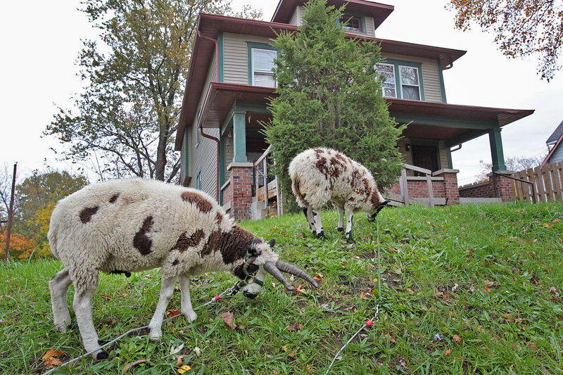 Twisty, left, and Lily take on overgrown grass and weeds in front of a home on Hamilton Street in Indianapolis. “They’re local celebrities,” says Sue Spicer, president of the Willard Park of Holy Cross-Westminster Civic Alliance.