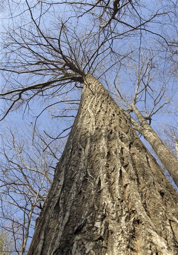 A 95-foot American chestnut tree stands in the forest in Hebron.