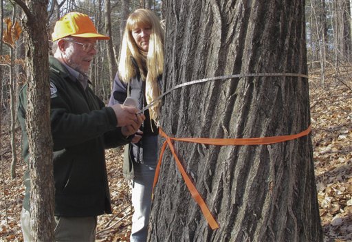 Maine Forest Service forester Merle Ring, left, and Michele Windsor, right, of the Oxford County Soil and Water Conservation District, measure the diameter of what's believed to be the tallest American chestnut tree in the East.