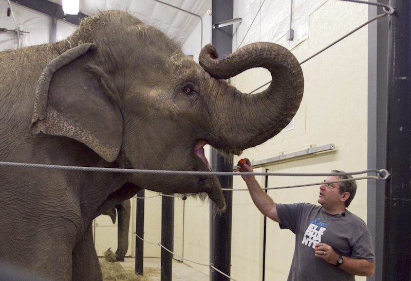 In this Tuesday, Nov. 13 photo, Jim Laurita, executive director of Hope Elephants, feeds a carrot to one of the two retired circus elephants at his not-for-profit rehabilitation and educational facility in Hope, Maine. In Maine, a state known for moose and lobsters, two Asian elephants have found themselves a new home. (AP Photo/Robert F. Bukaty)
