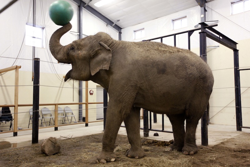 In this Tuesday, Nov. 13 photo, a retired circus elephant plays with a yoga ball at Hope Elephants, a not-for-profit rehabilitation and educational facility in Hope, Maine. In Maine, a state known for moose and lobsters, two Asian elephants have found themselves a new home. (AP Photo/Robert F. Bukaty)