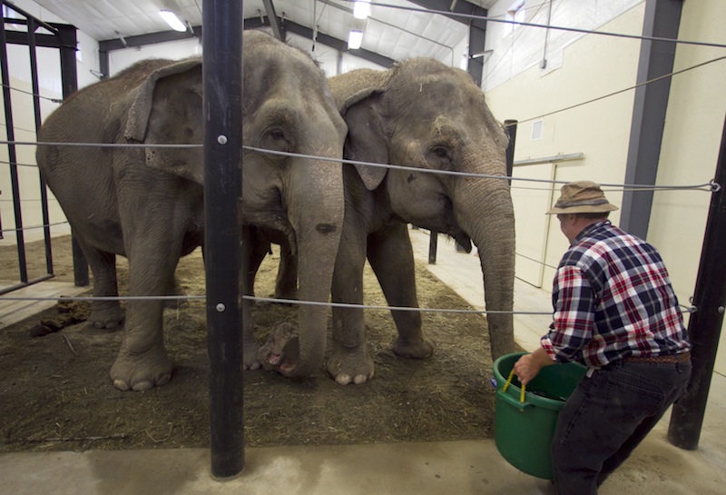 In this Tuesday, Nov. 13 photo, Opal and Rosie, retired circus elephants, look forward to drinking from a large bucket of water at Hope Elephants, a not-for-profit rehabilitation and educational facility in Hope, Maine. In Maine, a state known for moose and lobsters, the two Asian elephants have found themselves a new home. (AP Photo/Robert F. Bukaty)