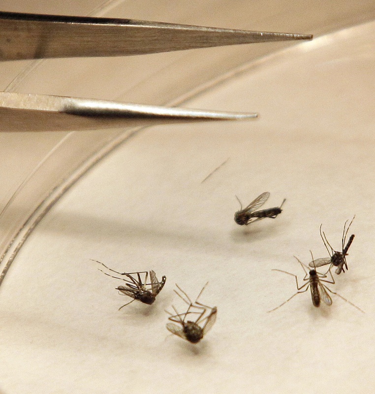 Mosquitos are sorted at a lab. Some doctors worry that the virus is mutating and is attacking the brain more aggressively.