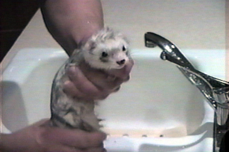 One video segment to be screened at Friday’s Found Footage Festival focuses on how to care for a ferret.