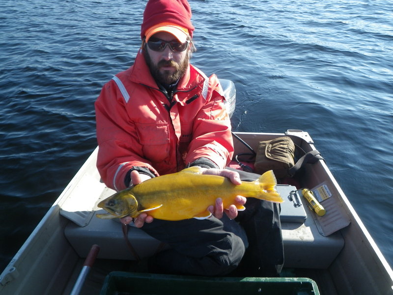 An Arctic char awaits stocking in a Maine pond, but fisheries experts would first like to rid the waterway of smelt.