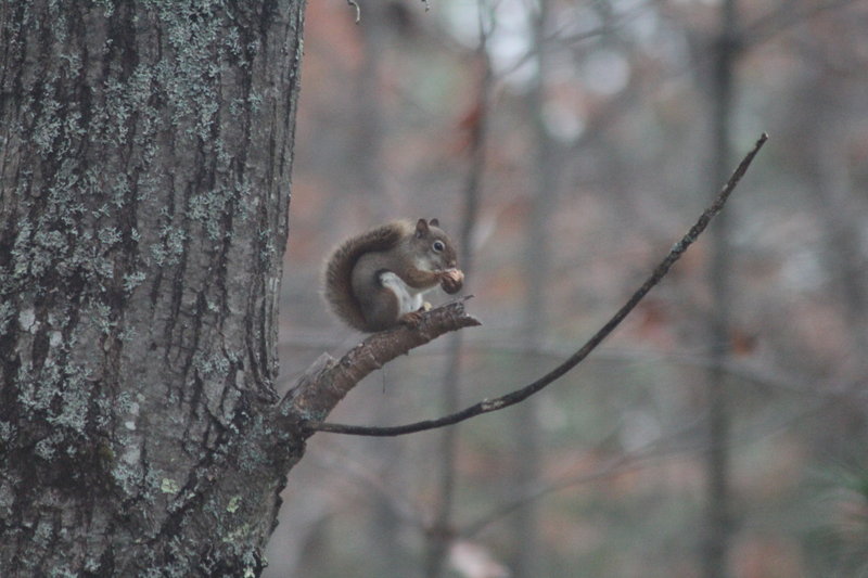 This red squirrel was feeling nutty, so it hopped onto a perch for a bite to eat. Doug Roberts of Saco was on hand to capture the excitement.