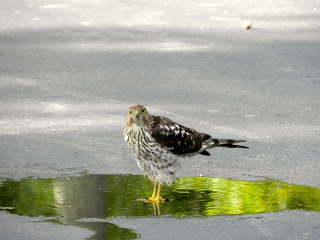 A juvenile Cooper's hawk takes a bath in the sweet waters of the driveway of Clare Yarn of Cumberland Foreside.