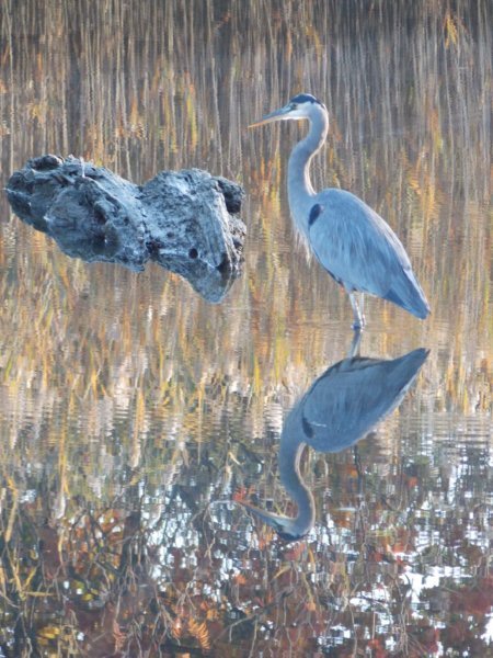 A blue heron is reflected in the peaceful waters of a pond in Kennebunkport. Sarah McComish of Saco snapped this shot.