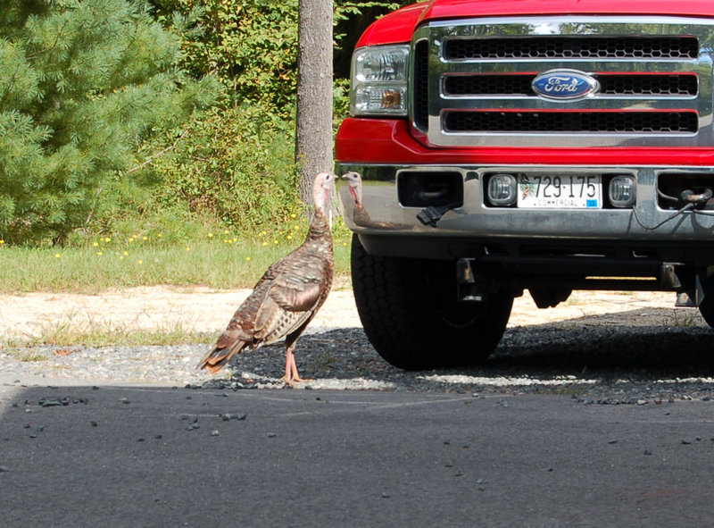 Here's a turkey checking itself out in the bumper of a Ford truck. "When I first noticed this turkey, it was looking at its reflection in my truck bumper, pecking the bumper and ruffling its feathers," said Larry Shafer, who took this picture. "At intervals it would look under the truck and seem surprised that its 'rival' had no body or legs. When it stood up again, it would see what it thought was the other turkey in the bumper and start again ruffling and pecking."
