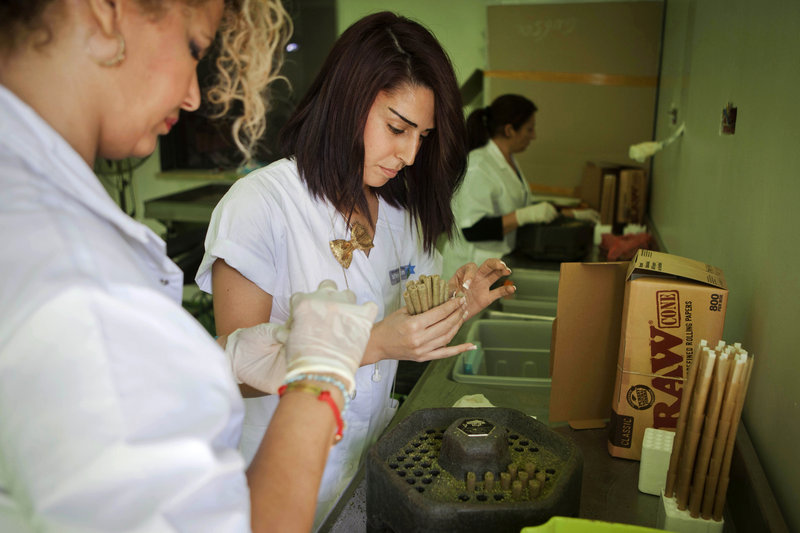 Women work at Tikkun Olam medical cannabis farm near the northern Israeli city of Safed.