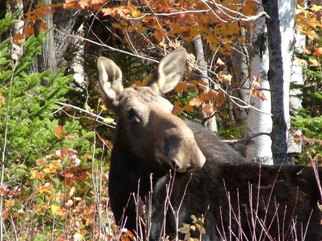This beautiful moose was kind enough to pose for Heidi Reed of Waterboro.