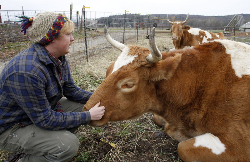 Michael Sharry visits with Bill, front, and Lou on Thursday at Green Mountain College in Poultney, Vt. The college has decided to slaughter the two retired oxen and serve the meat in the dining halls as a matter of sustainable agriculture.