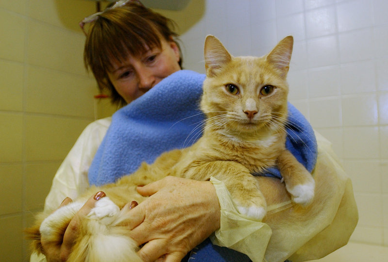 A shelter technician holds a cat at the Animal Refuge League in Westbrook in a 2005 file photo. The Animal Refuge League takes in 4,000 animals a year, and they get lots of attention and care from volunteers and staff – but each animal would like to have a home of its own with a loving owner, a shelter employee says.