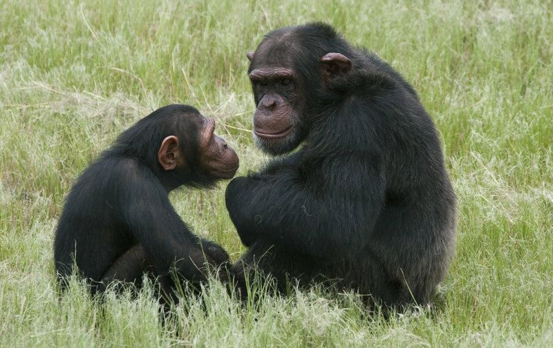 A similar pattern in great apes suggests humans’ tendency toward midlife discontent may be a result of evolution.