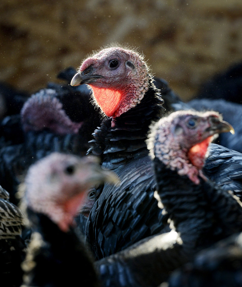 Turkeys await processing at Weston's Meat Cutting & Poultry in West Gardiner on Tuesday.