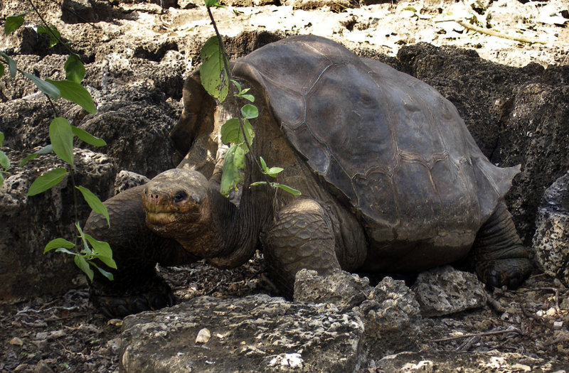 A giant tortoise named “Lonesome George” is seen in 2008 in the Galapagos Islands, an archipelago off Ecuador’s Pacific coast, in this photo released by the Galapagos National Park.