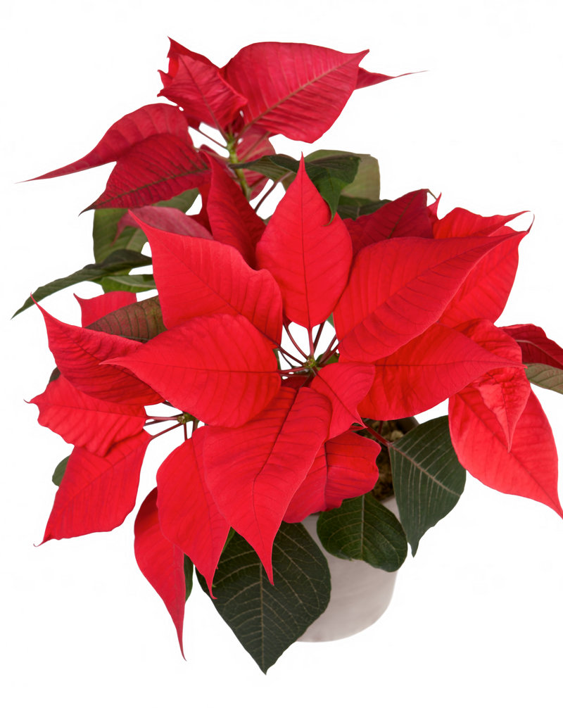 Seasonal flora will be much in evidence in the week ahead, what with Saturday’s Poinsettia Ball in Ellsworth and holiday fairs from border to border.
