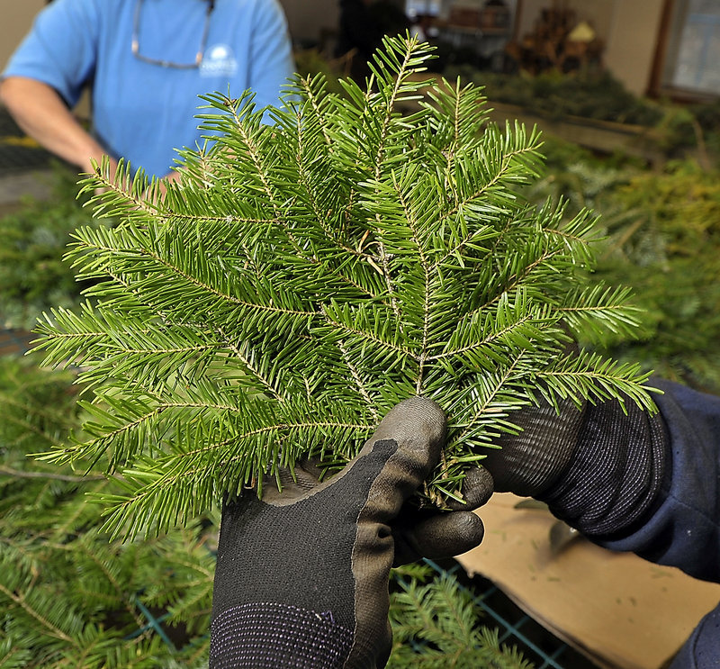 Larry Peterson of O’Donal’s in Scarborough arranges a fan of palm-sized pieces of balsam boughs. Other greens work, too.