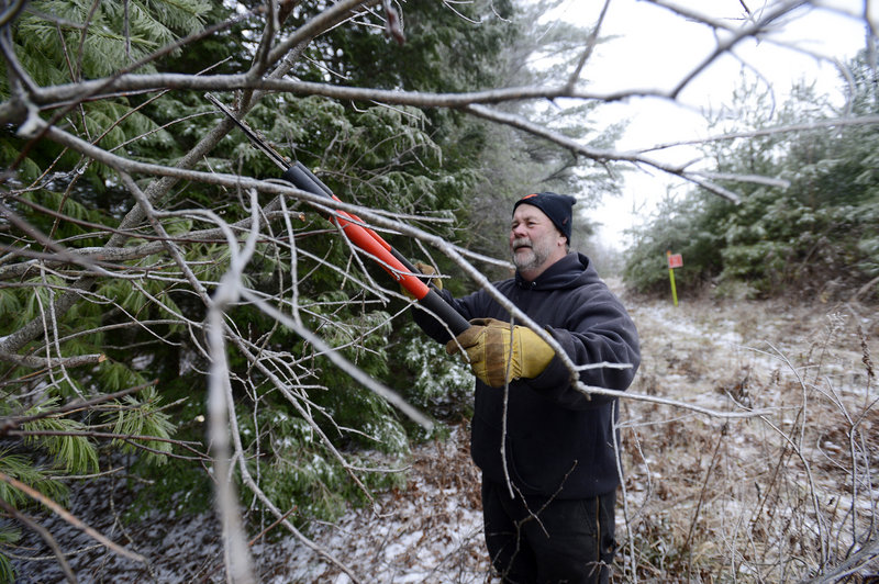 Brian Williams clips branches to improve safety on a snowmobile trail in Windham. Snowmobile clubs across the state are operating on reduced budgets with both snowfall and registrations on the decline.