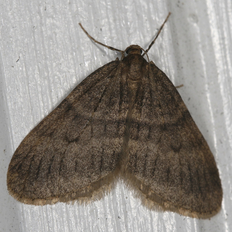 The winter moth, like this male example, strips trees of their leaves and can ultimately kill them. The species, which has been spreading into Maine from southern New England, has been spotted in Cape Elizabeth and several other communities this winter, a noticeable increase over last December, when they first were detected. Conservation officials are asking residents to bring samples to state entomologists so they can track the spread and degree of infestation in Maine.