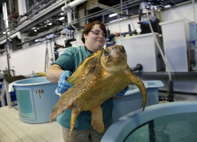 Volunteer Deirdre Witkowski lifts a 40-pound loggerhead turtle back into its pool at the New England Aquarium’s Animal Care Center in Quincy, Mass. Sea turtle strandings in Cape Cod Bay are so common that the phenomenon has its own annual season and an established network of rescuers.