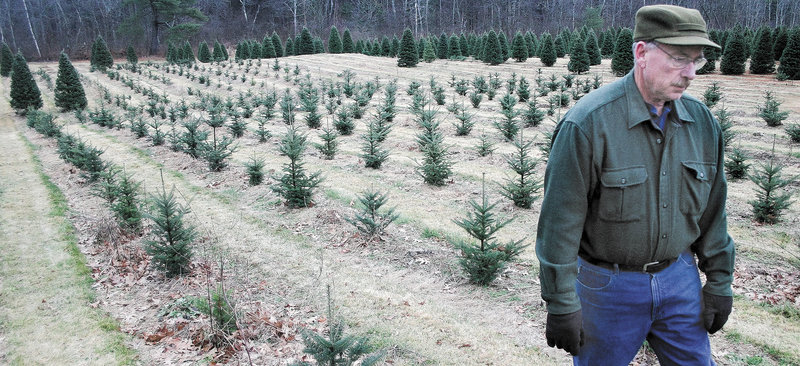 Dick Bradbury, owner of Bradbury’s Christmas Trees in South China, walks through his crop of two-year-old balsam firs earlier this month. Bradbury, who plants between 500 and 1,000 trees every year, will tend to these young trees for eight more years – pruning, fertilizing, spraying – before they’re ready for sale.