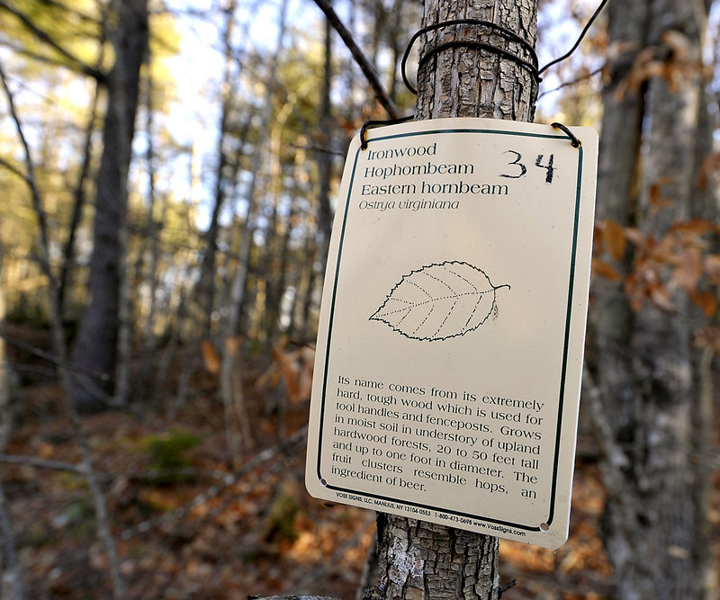 Information tags were the only source of identifying trees until summer resident and volunteer Townsend’s new trail guide.