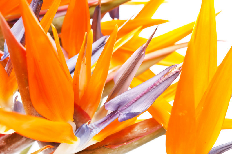 Bird of paradise blooms all year long on Madeira, located off the African coast. The stunning blossoms are exported to florists all over Europe.