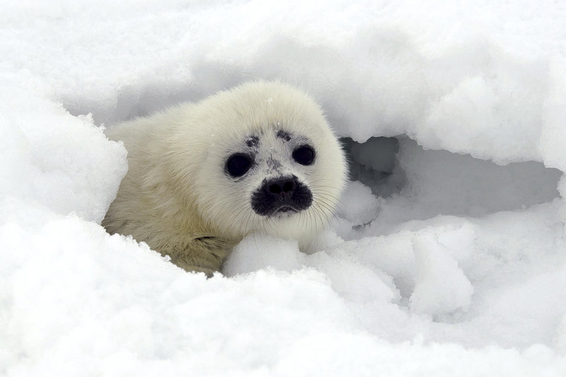 A ringed seal pup, above, peeks out from its protective snow cave near Kotzebue, Alaska, while a bearded seal, below, swims in the Tarpon River in Fort Lauderdale, Fla.