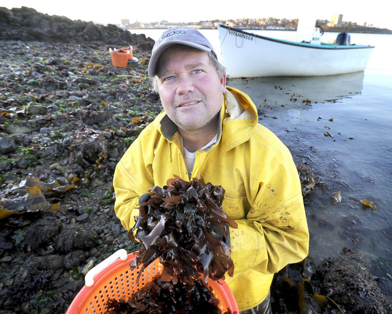 VitaminSea co-owner Tom Roth collects dulse, a type of edible seaweed, during low tide on Casco Bay. Roth says his company comes up with ideas for new products by “messing around” and seeing how things taste.