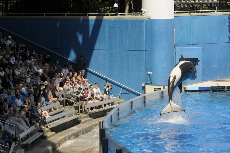 SeaWorld Entertainment Inc. comprises 11 theme parks. Some of its entertainment competitors, like Six Flags, have had money problems, but SeaWorld reported a 73 percent profit increase in the first nine months of this year.
