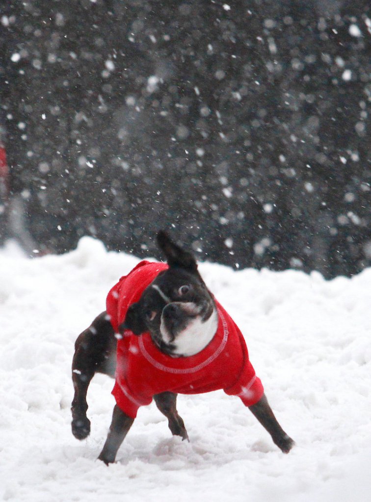 Dooney shakes off the flakes while strolling with his people on Dana Street in Portland.