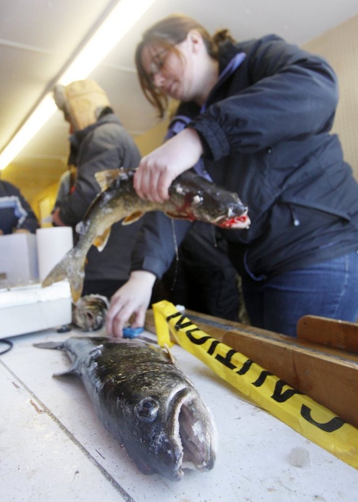 The ice fishing derby weigh stations will include only sites in Cumberland County for this year, and not the entire state, as has been done in the past.