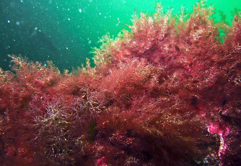 This 2011 photo, provided by Matthew Bracken of the Northeastern University Marine Science Center, shows red Asian seaweed, Heterosiphonia japonica, off the coast of Nahant, Mass. The fast-growing, fast-spreading seaweed, first discovered in New England on a Rhode Island beach in 2009, has spread north to Maine and south to New York.