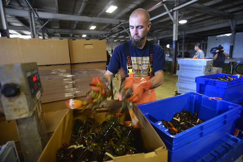 Justin Sylvester packs lobsters at Ready Seafood in Portland Monday, September 10, 2012. More than 123 million pounds of lobsters were caught in 2012, but the value decreased amid a glut of soft-shelled lobster.