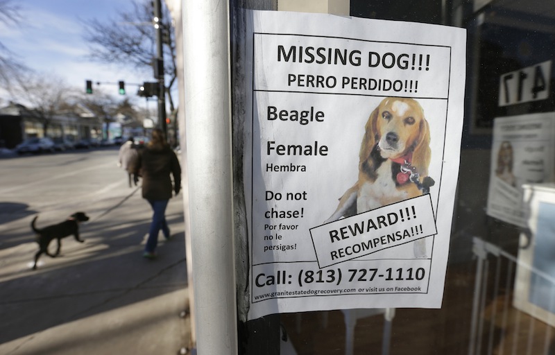 A poster for a missing dog is attached to a shop window, in Brookline, Mass., Thursday, Jan. 3, 2013. The missing dog, a beagle named Tessa, which belongs to author Dennis Lehane, went missing Christmas Eve 2012. (AP Photo/Steven Senne)
