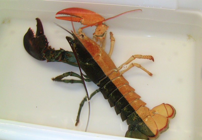 A one-pound female lobster, known as a “split” because of its half black, half orange coloring, was caught by a Massachusetts fisherman in May 2014. What are the odds? One in every 50 million lobsters.