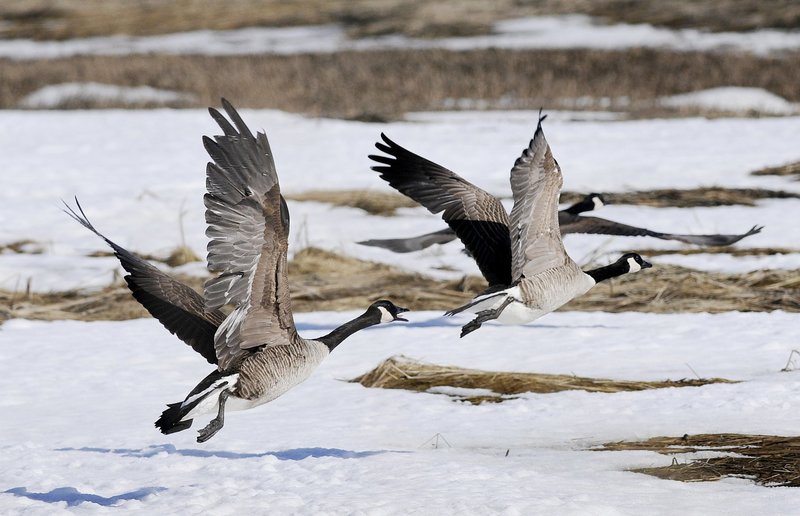 Canada geese seem to be staying south of the 44th parallel year-round, and they’re a graceful sight over a winter meadow – although they’re not much appreciated on golf courses and parks.