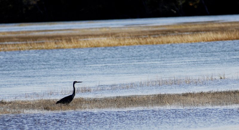 A rich diversity of half-hardy species, such as this great blue heron, was noted in this year’s bird count.