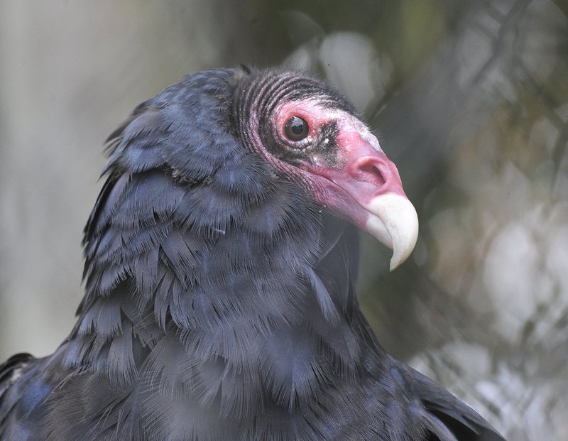 Turkey vultures were well represented in the bird count, with seven reported in the Portland area on Dec. 15.